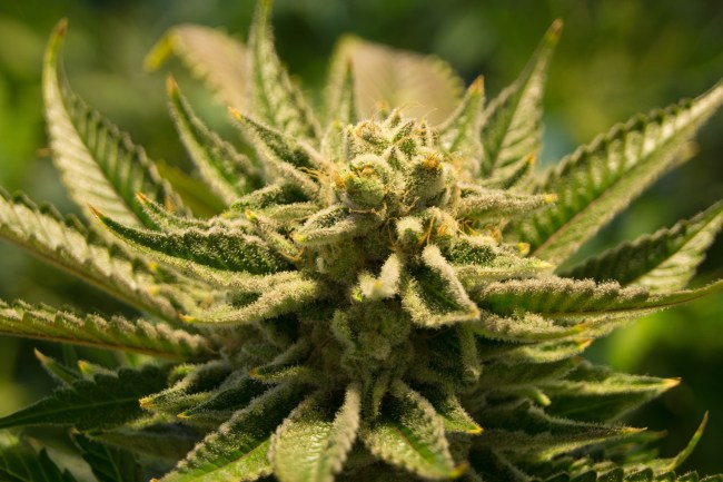 marijuana cannabis weed