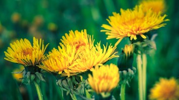 Here’s How To Turn The World’s Most Annoying Flower Into Booze By Whipping Up Some Dandelion Wine