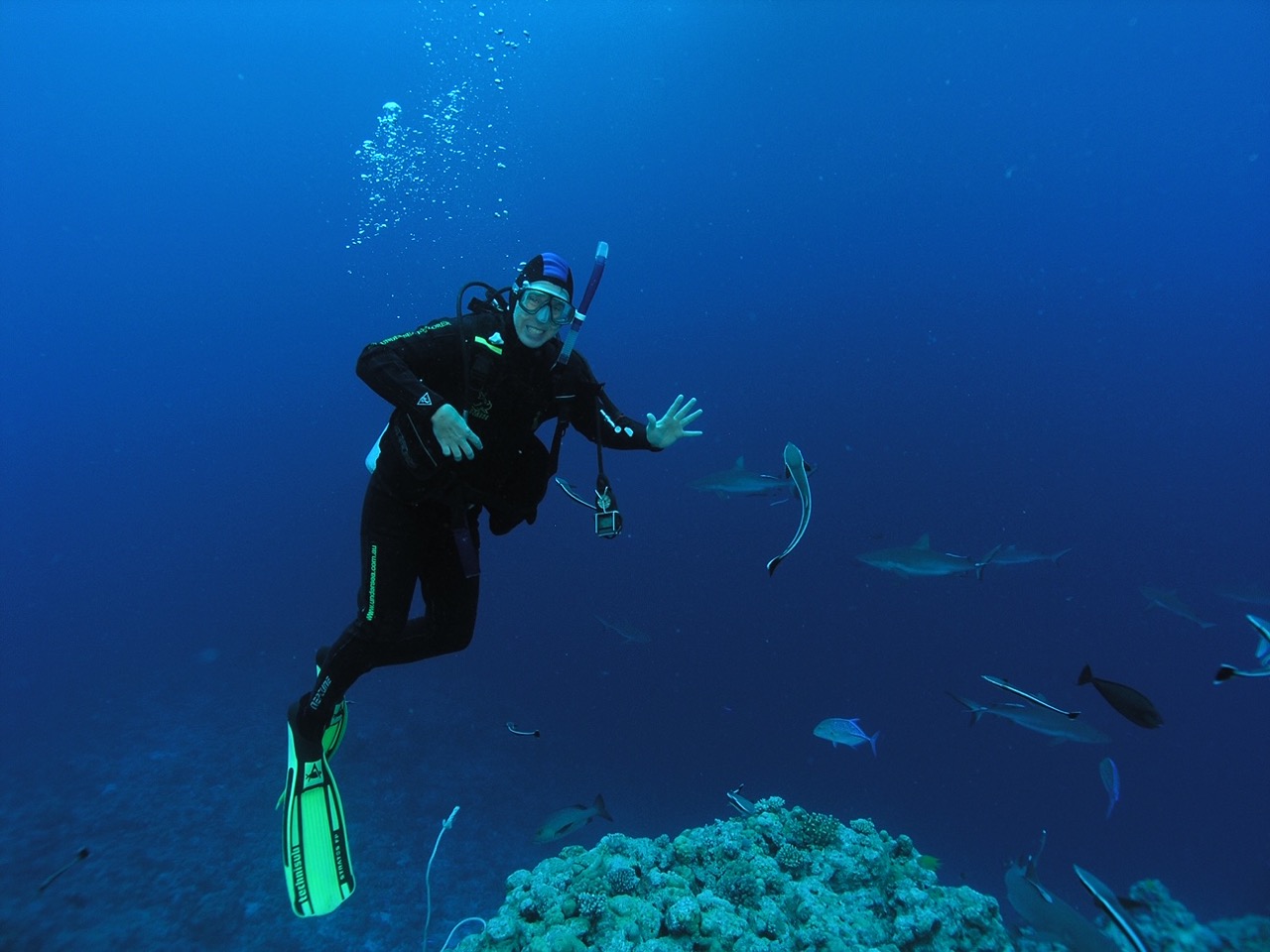 A Shark Researcher Explains What It Means To Research 'Lost Sharks ...