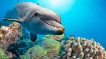 Dolphins Are So Bored With People Staying Locked Up Inside They’re Bringing Us Gifts So People Go Swimming Again