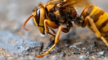 Just In Case You Didn’t Think 2020 Could Get Any Worse Giant ‘Murder Hornets’ Are Beginning To Invade The U.S.