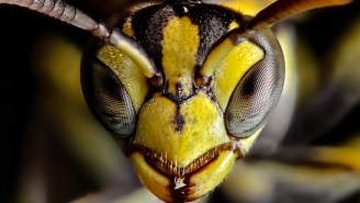Watch An Absolute Lunatic Willingly Get Stung By A ‘Murder Hornet’ And Try Not To Have A Panic Attack