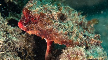 I Just Watched This 5-Minute Clip About BatFishes And I’m Now Convinced They’re Straight-Up Aliens