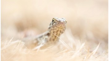 Lizard Breaks Record For Largest Poop-To-Body-Size Ratio When Scientists Discover The Fat Lizard Was 80% Turd