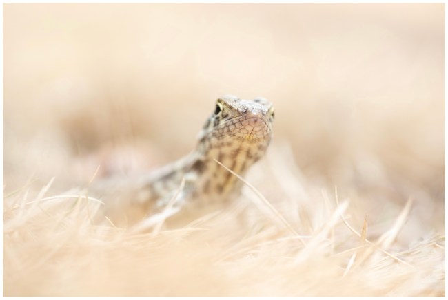 Curly-Tailed Lizard