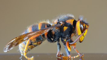 Bug Experts Squish Idea That Murder Hornets Are A Reason To Panic And Say It’s All Hype