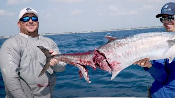 Smoker Kingfish Gets Annihilated By A Barracuda During A Red-Hot Bite In SW Florida