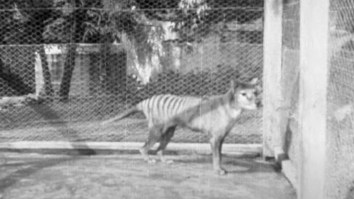 Unearthed Footage From 1935 Shows The Last Living Tasmanian Tiger Ever Filmed