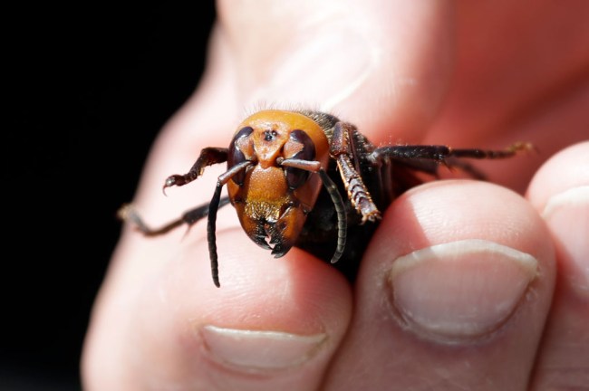 murder hornets spreading across canada