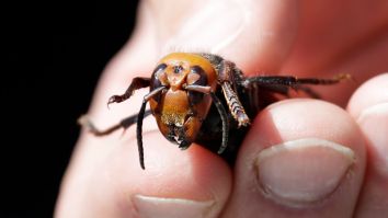 Scientists Are Concerned ‘Murder Hornets’ Could Be Slowly Spreading Across North America As If 2020 Wasn’t Awful Enough Already