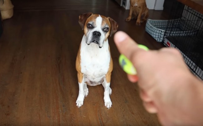 owner surprises cancer free dog tennis balls