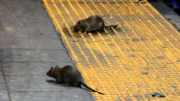 The CDC Issues A Warning About The Rise Of Aggressive Cannibal Rats As If We Already Didn’t Have Enough To Worry About Right Now