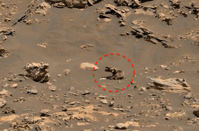 Thousands Of Mushrooms And An Alien Life Form Spotted On Mars In NASA images