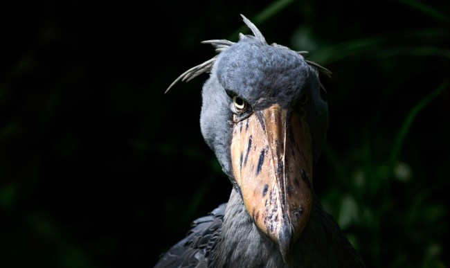 A Bird Called A Shoebill Stork Has Gone Viral Because It's Creepy AF