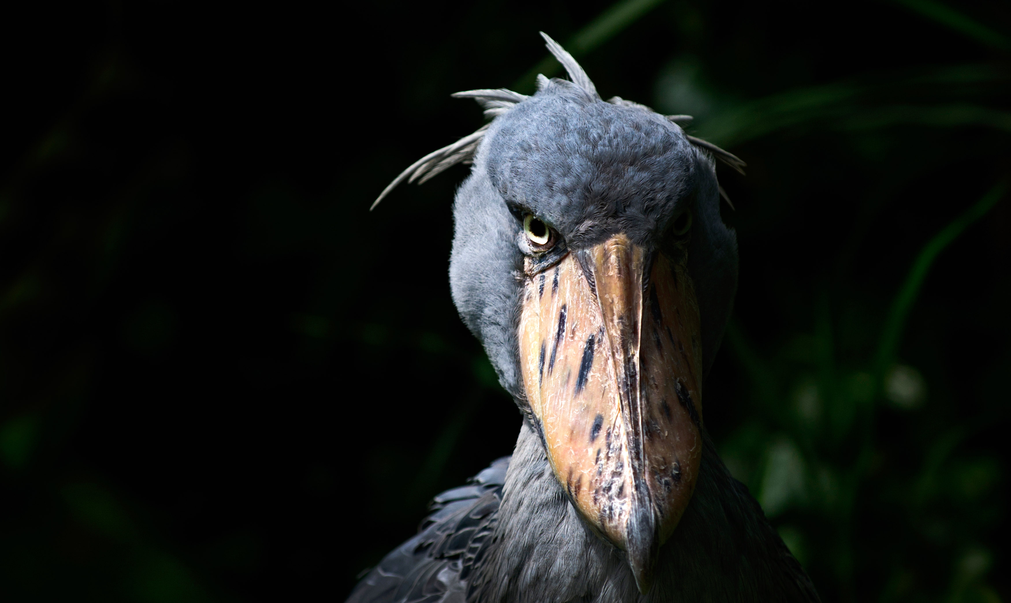 bird-that-looks-like-a-muppet-crawled-out-of-a-nightmare-is-freaking