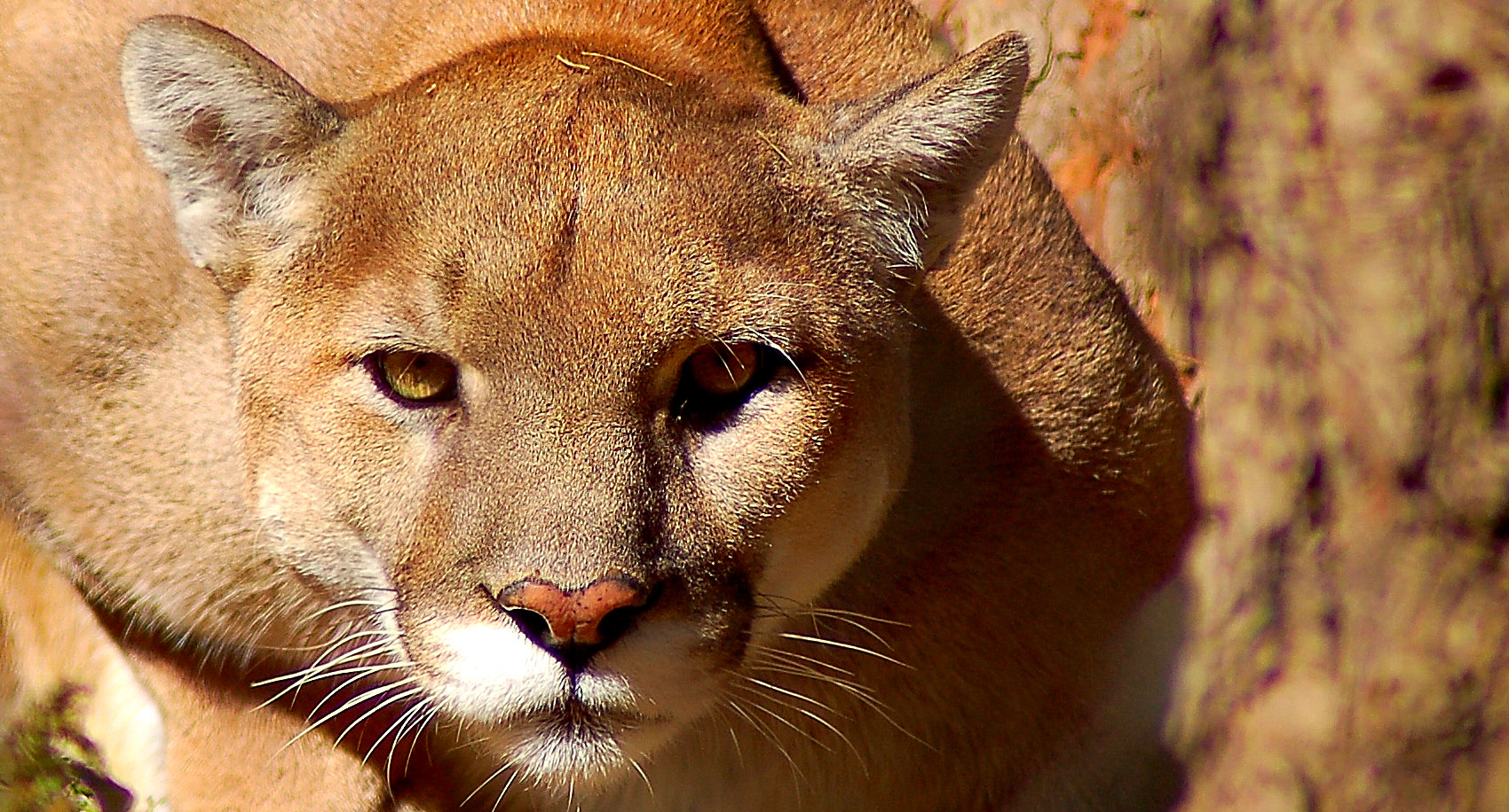 A Mountain Lion Had To Be Removed From A Family's Crawl Space, So That's A  Thing That Can Happen - BroBible
