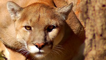 A Mountain Lion Had To Be Removed From A Family’s Crawl Space, So That’s A Thing That Can Happen