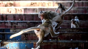 Thousands Of Aggressive Sex-Crazed Monkeys Form Rival Gangs, Take Over Buildings, Force Humans To Take Cover