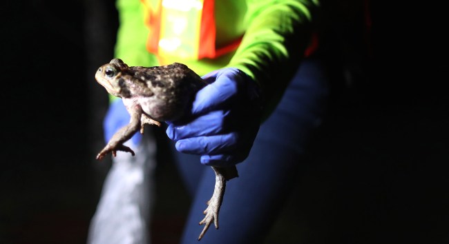 Giant Toxic Toads That Can Kill Dogs Are Terrorizing Florida Residents