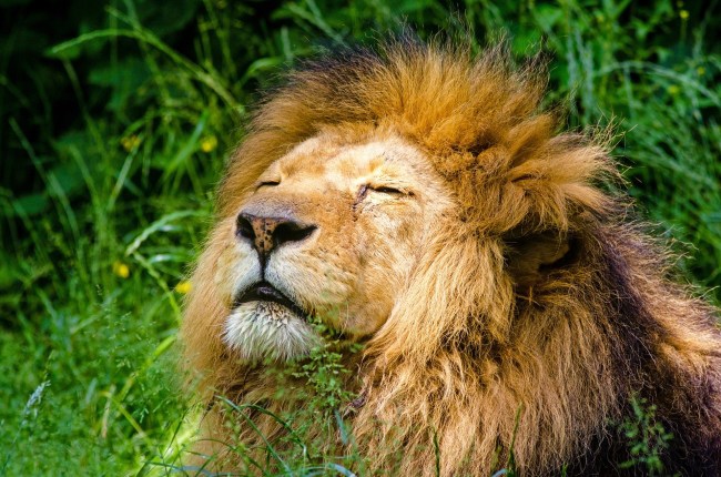 large male lion