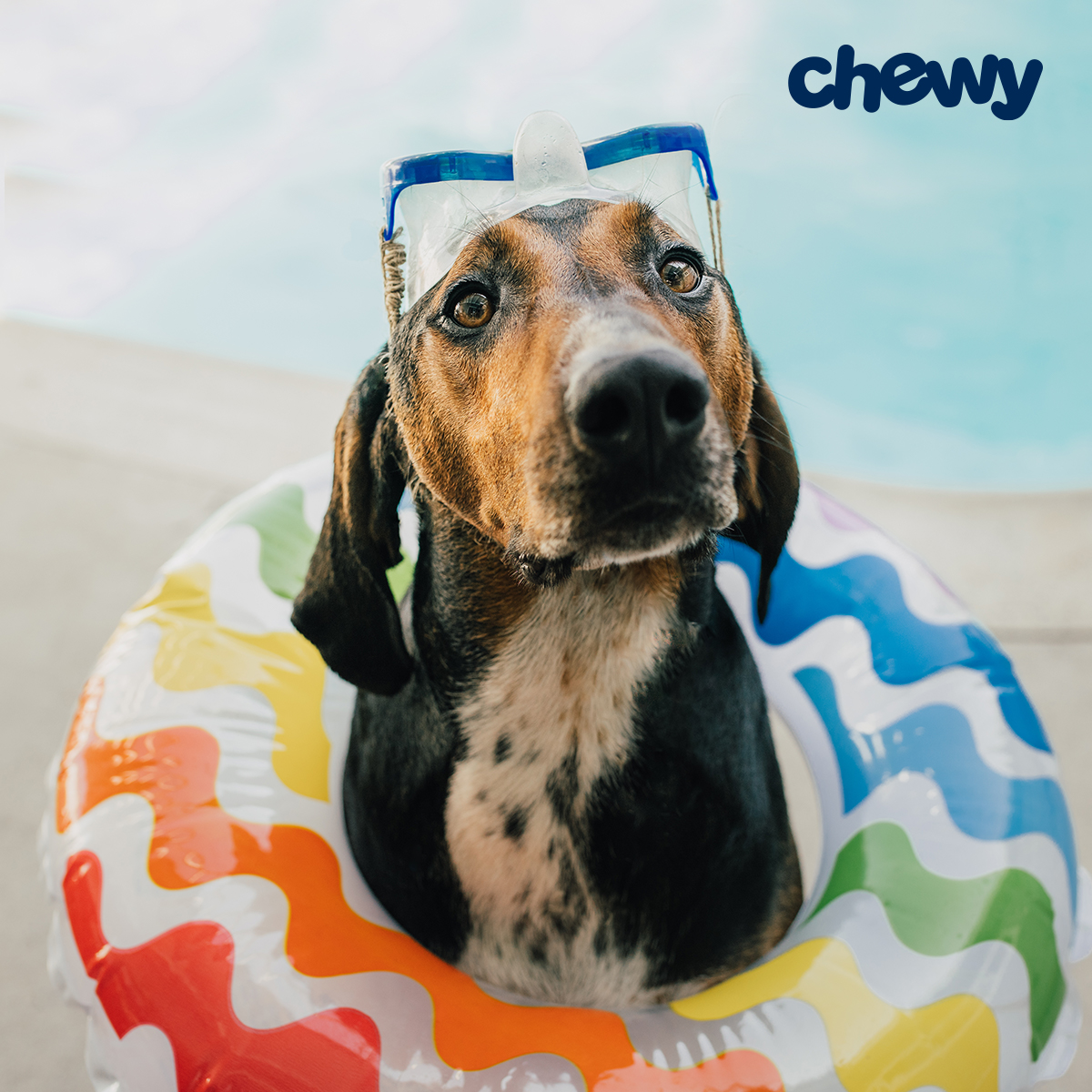 chewy summer sale