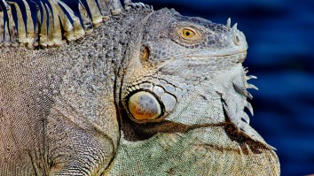 A Pizza Shop Was Shut Down After An 80 POUND Iguana Was Found In The Freezer Along With 27 Other Violations