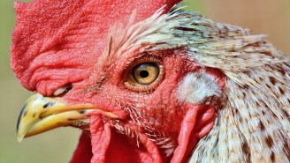 Scientist Warns That A Future Bird Flu Caused By Chickens Could Kill Half The Global Population