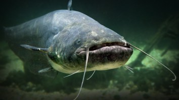 New 127-Pound N.C. State Record Blue Catfish Was Like ‘Pulling A Volkswagen’ Out Of The River