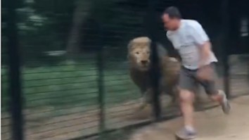 Guy Trying To Juke Caged Lion Proves Humans Have No Chance Surviving In Wild