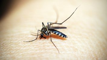 Deadly Mosquito-Borne Illness That Kills Almost Half Its Victims Is Here – Because Humans Can’t Catch A Break