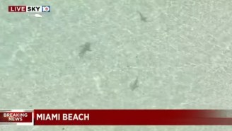Video Shows Man Unknowingly Swimming Around A Group Of Sharks Near The Shoreline On The First Day Miami Reopened Its Beaches