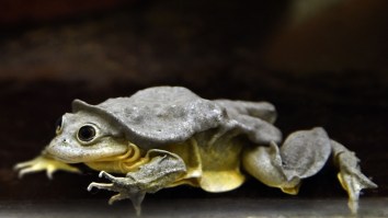 The Endangered ‘Scrotum Frog’ From Lake Titicaca Is A Global Treasure And Scientists Say It Must Be Saved