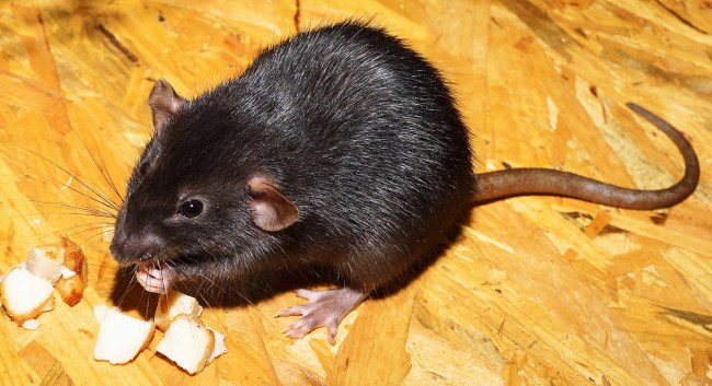 Rats In NYC Are So Hungry They Are Attacking Outdoor Diners