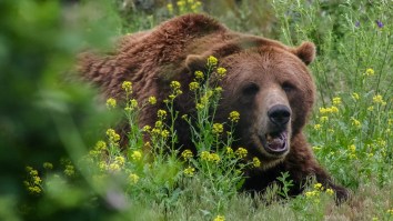 National Park Service Says Pushing Your Slow Friend Down As Bait Is Not A Recommended Way To Survive A Bear Attack