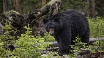 A California Man Tackled And Punched A 350-Pound Bear In The Face To Save His Dog From An Attack