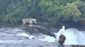 A Hungry Wolf Showed Up On The Live Bear Cam In Alaska And Has Been Crushing Salmon Ever Since