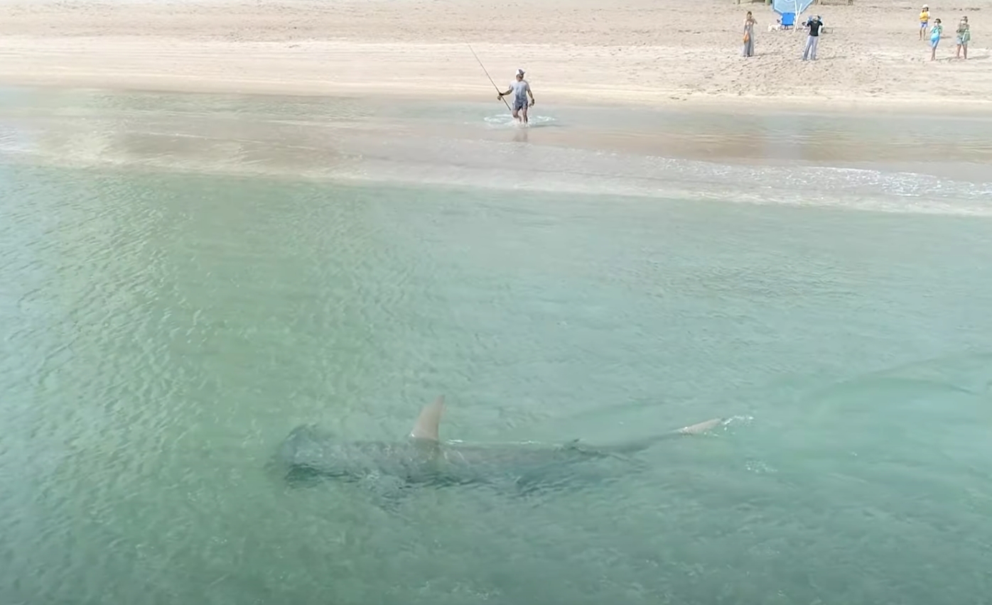 Footage Of A Massive Hammerhead Shark Hunting Blacktip Sharks Just Feet