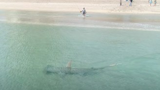 Footage Of A Massive Hammerhead Shark Hunting Blacktip Sharks Just Feet Off The Beach