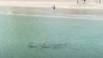 Footage Of A Massive Hammerhead Shark Hunting Blacktip Sharks Just Feet Off The Beach