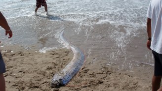 A 13-Foot Sea Monster (Oarfish) Washed Up On A Beach In Mexico Which Has Some Spooked
