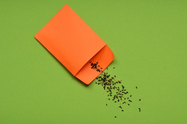 mystery seeds from China