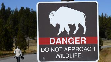 Yellowstone Debuts A Handy Social Distancing Graphic To Help Visitors Avoid Getting Mauled And Gored By Wild Animals