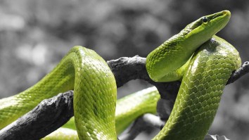 4-Foot Long Snake Removed From Woman’s Throat After It Crawled Into Her Mouth While She Slept