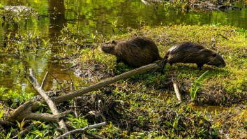 A ‘Swarm Of Swamp Rats’ Took Over A Park In Texas Because 2020 Truly Has Zero Chill