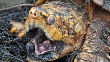 Biologists Found A 100-Pound Alligator Snapping Turtle That Would Easily Whoop A Shark’s Ass In A Fight
