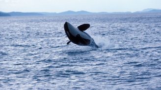 Killer Whales Are Ramming Boats In ‘Orchestrated’ Attacks And Scientists Aren’t Sure Why