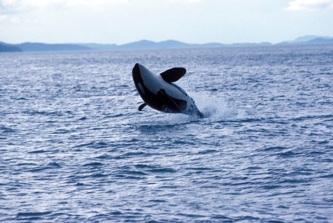 Reports of killer whales attacking boats in the Straits of Gibraltar have left sailors and scientists confused as why orcas would behave like this,