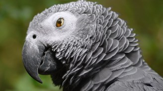 Parrots Had To Be Removed From A Wildlife Park After They Taught Each Other Profanity And Started Insulting Visitors