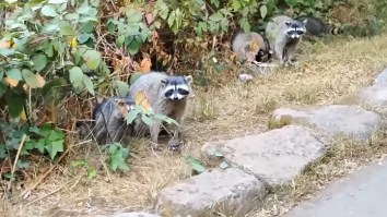 Father And Son Confronted By Pack Of Raccoons, Coyote, In San Francisco Park – ‘This Feels Like End Of Days’