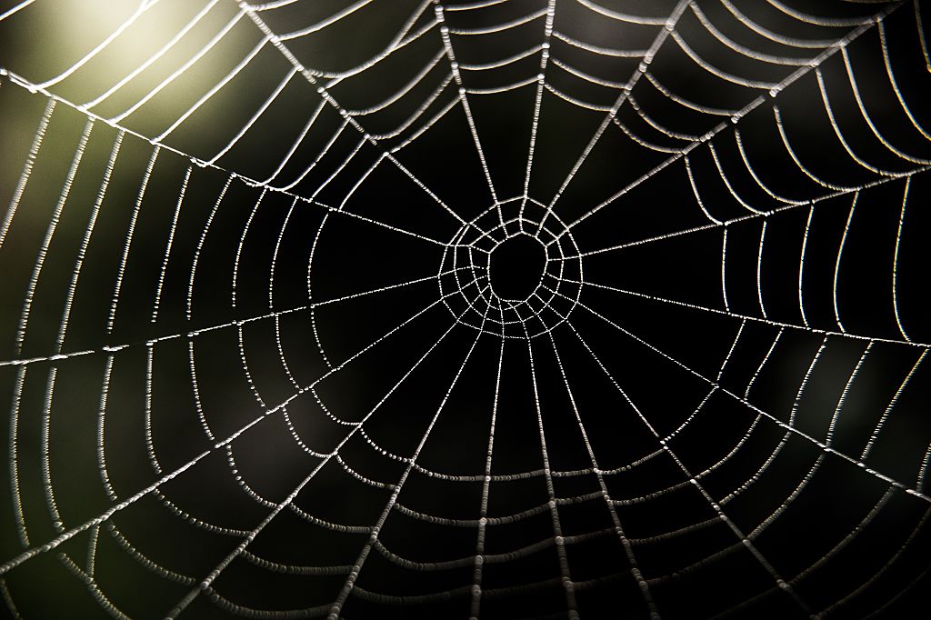 This Giant Spider  Looks Big Enough To 'Catch A Human' 2020